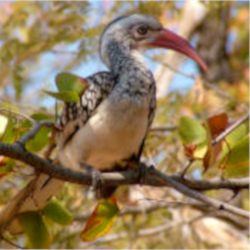 camoflaged hornbill in a tree