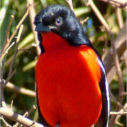 beautiful orange and dark blue bird