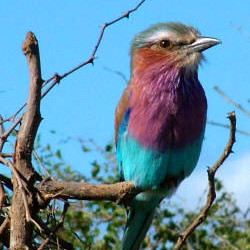 colorful lilac breasted roller on a branc