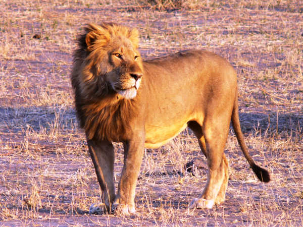 lion on kruger national park tour